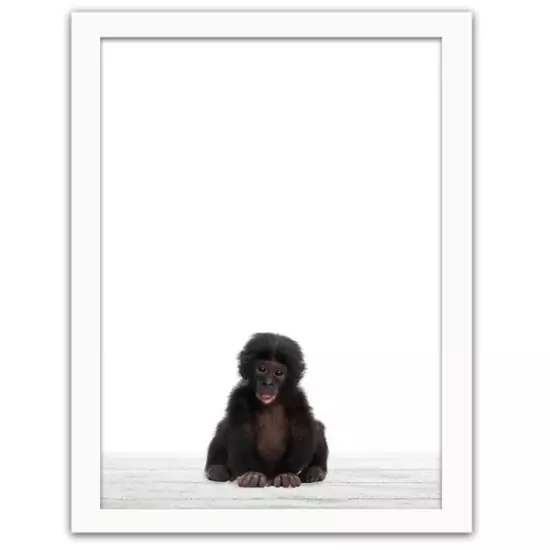Obraz v ráme – šimpanz