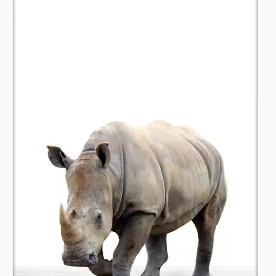 Obraz v ráme – nosorožec