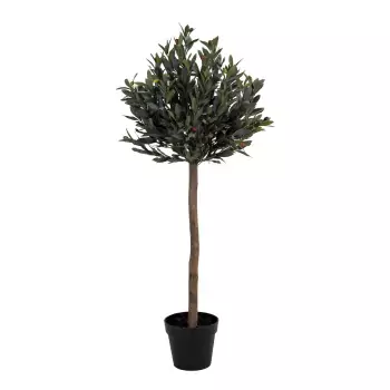 Dekoratívna rastlina Olive Tree